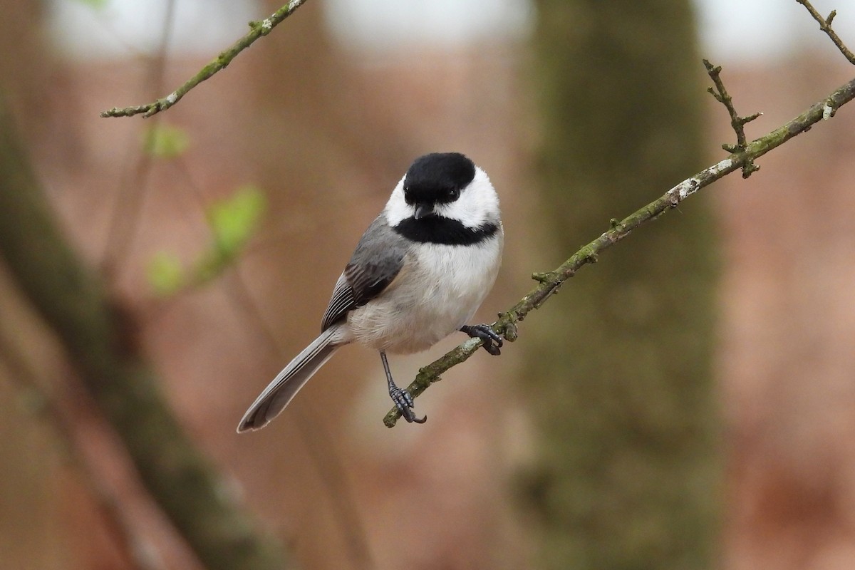 カロライナコガラ - ML652663192