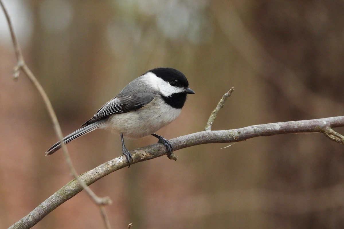 カロライナコガラ - ML652663218