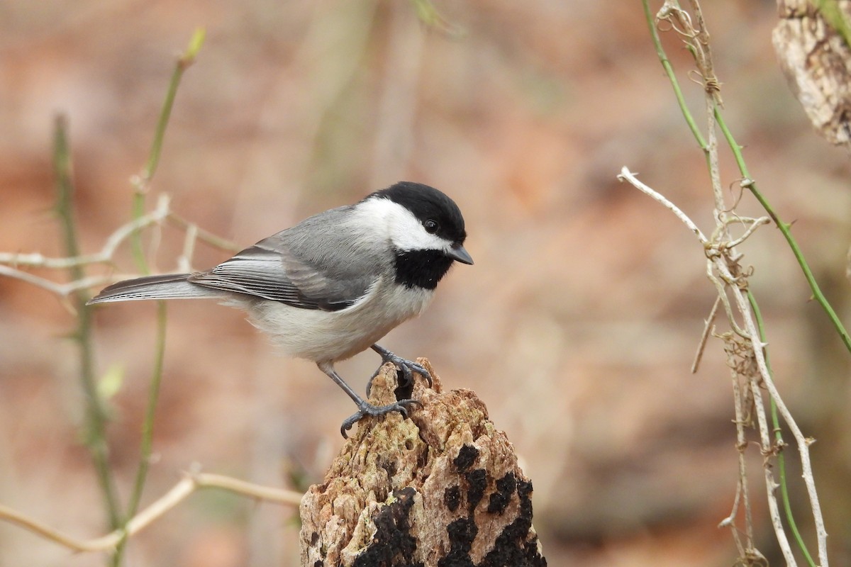 カロライナコガラ - ML652663229