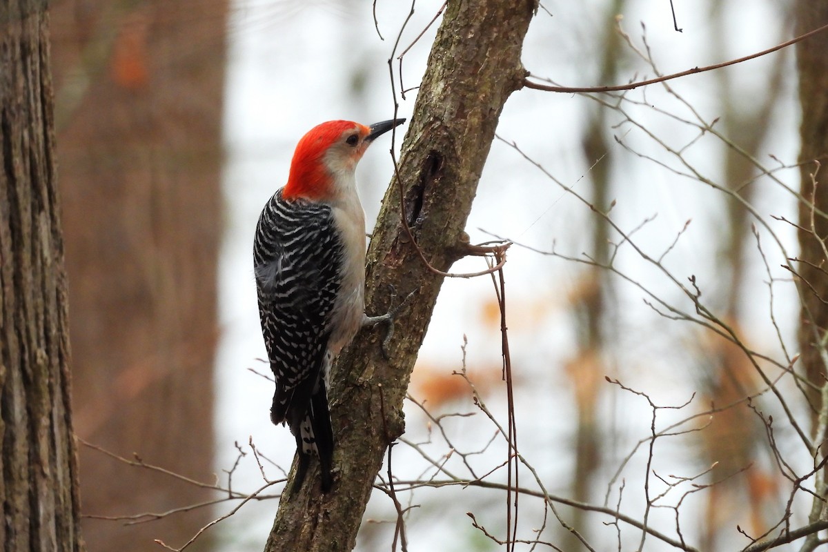 シマセゲラ - ML652663246