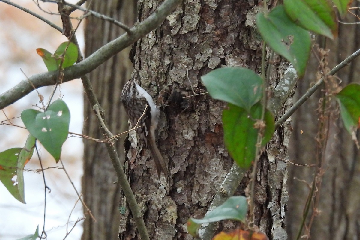 アメリカキバシリ - ML652663285