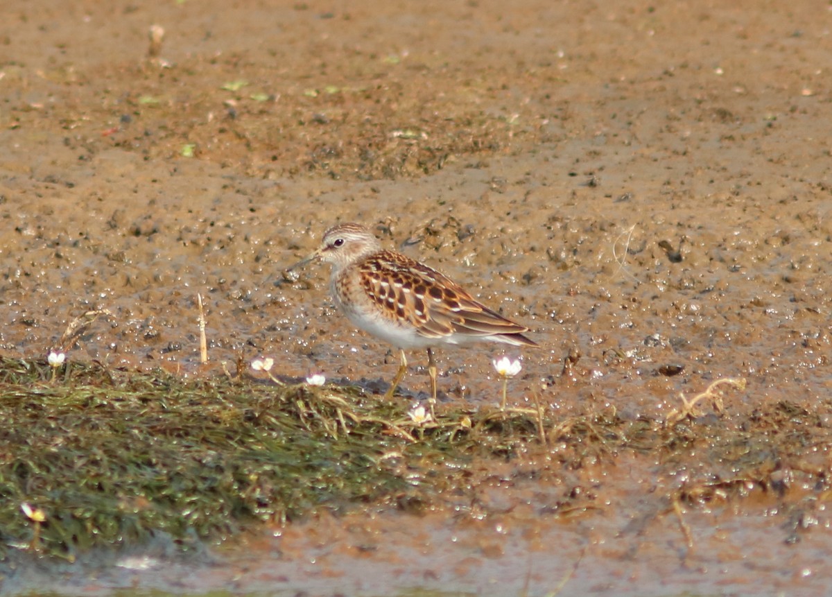 Least Sandpiper - ML65266331