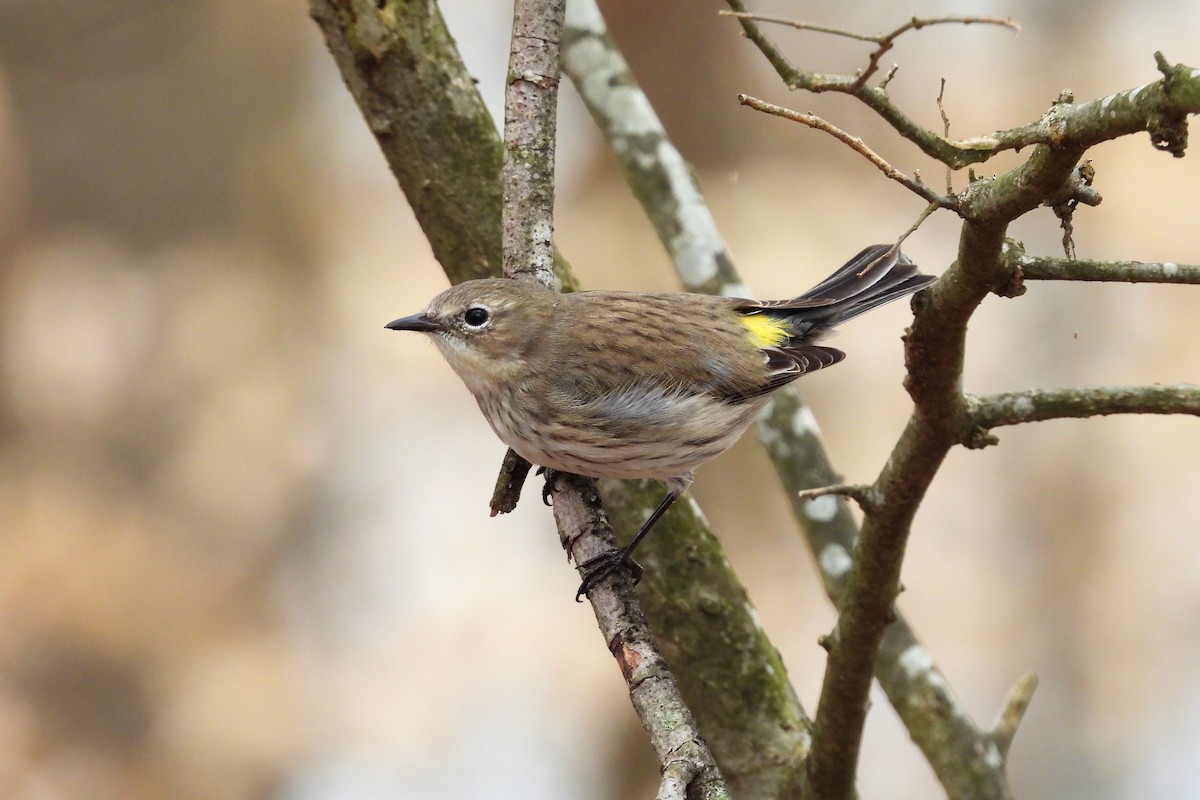 キヅタアメリカムシクイ - ML652663311