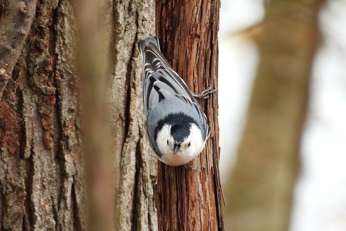 ムナジロゴジュウカラ - ML652663328
