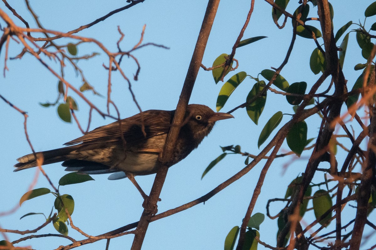 drozdec karibský - ML652663342