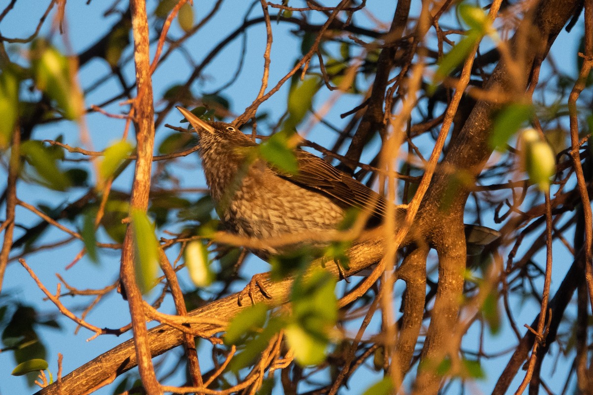 drozdec karibský - ML652663343