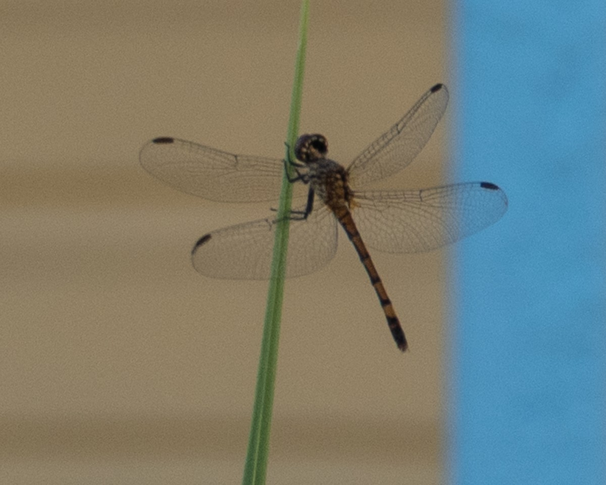 Dragonlets - ML652663357