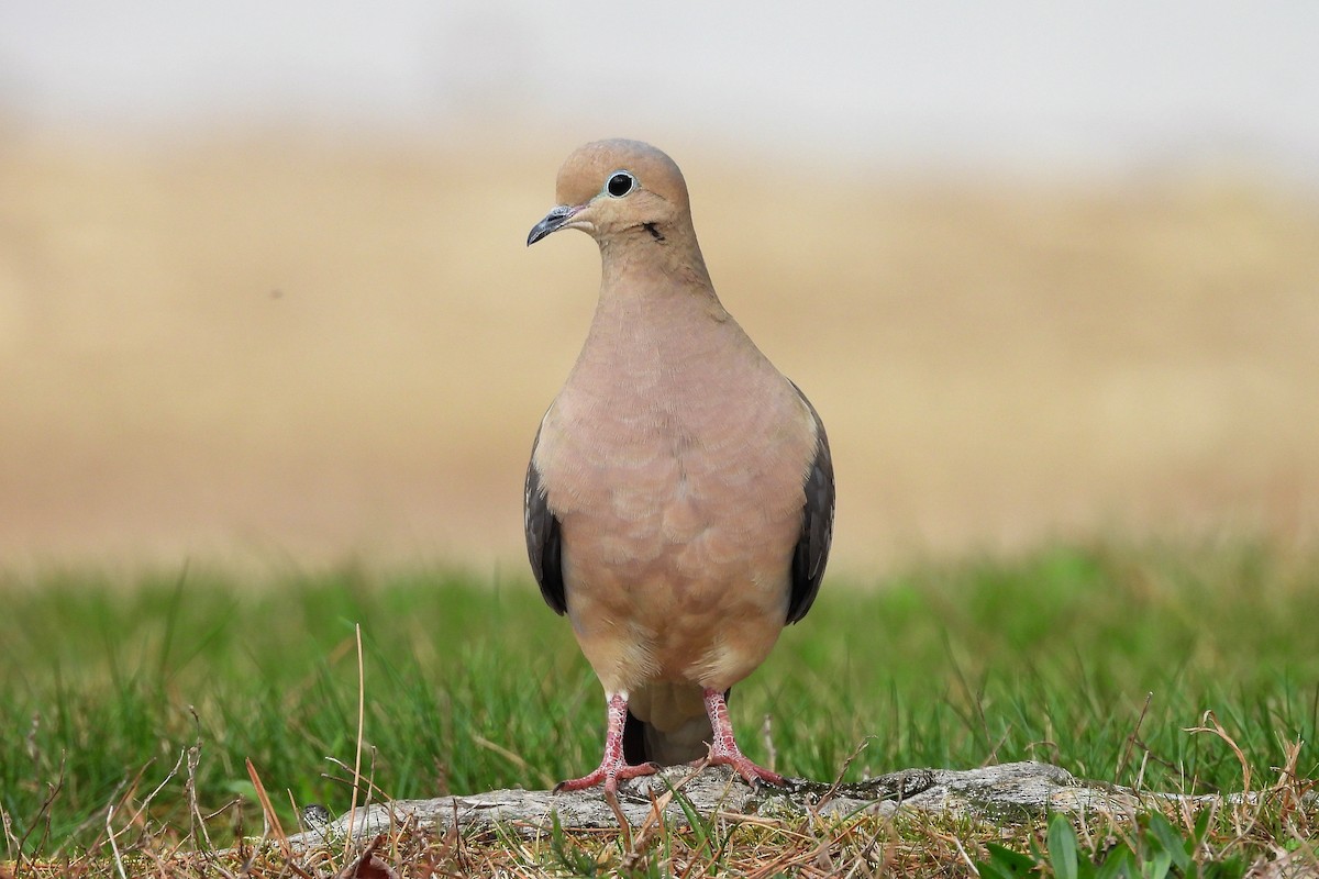 ナゲキバト - ML652663361