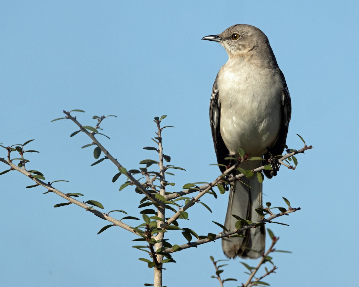 Northern Mockingbird - ML652663374