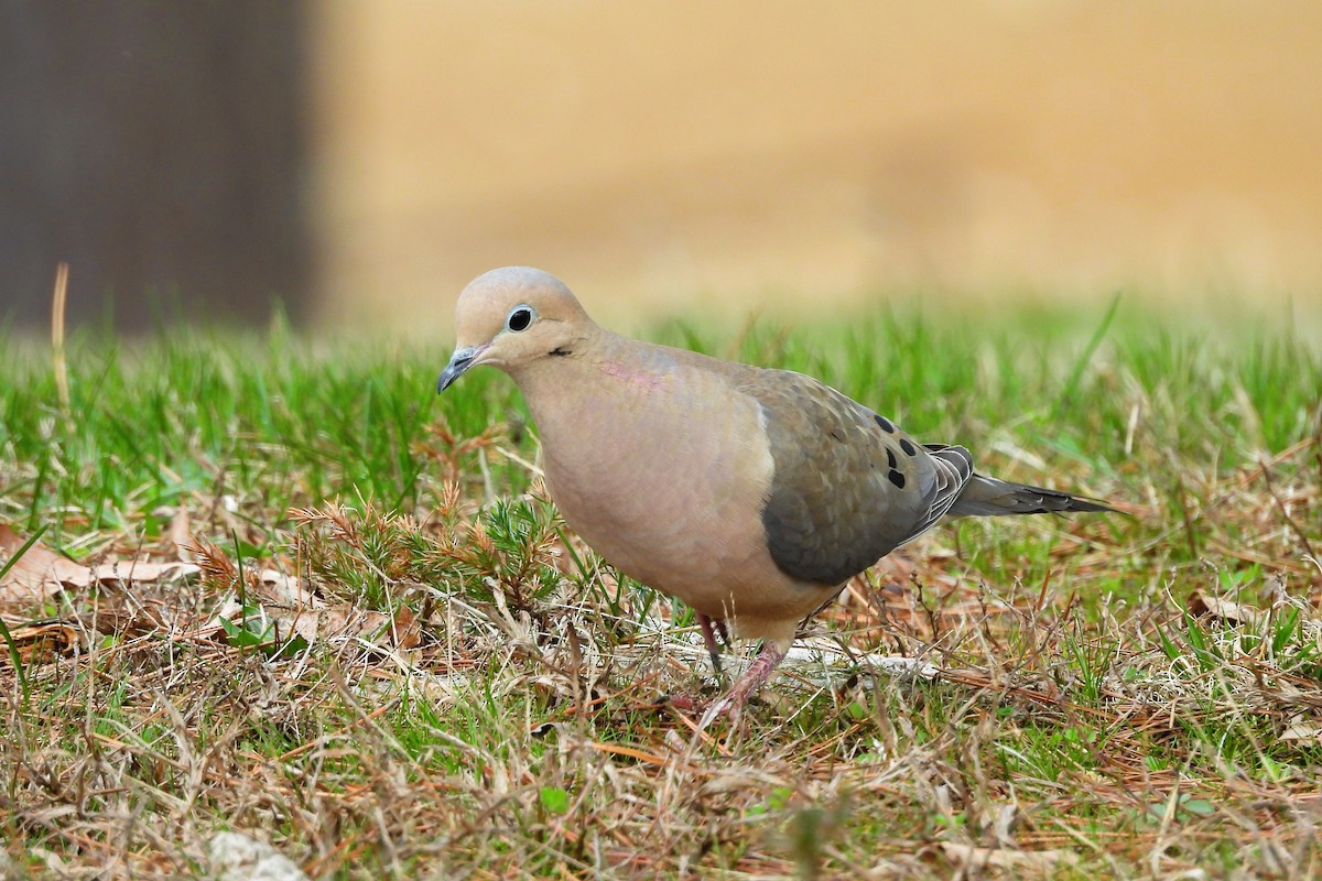 ナゲキバト - ML652663376