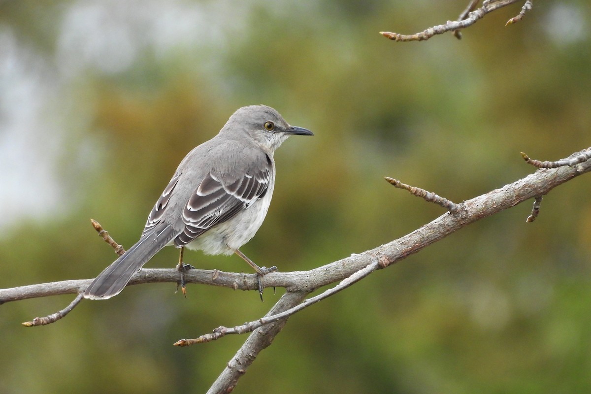 マネシツグミ - ML652663405