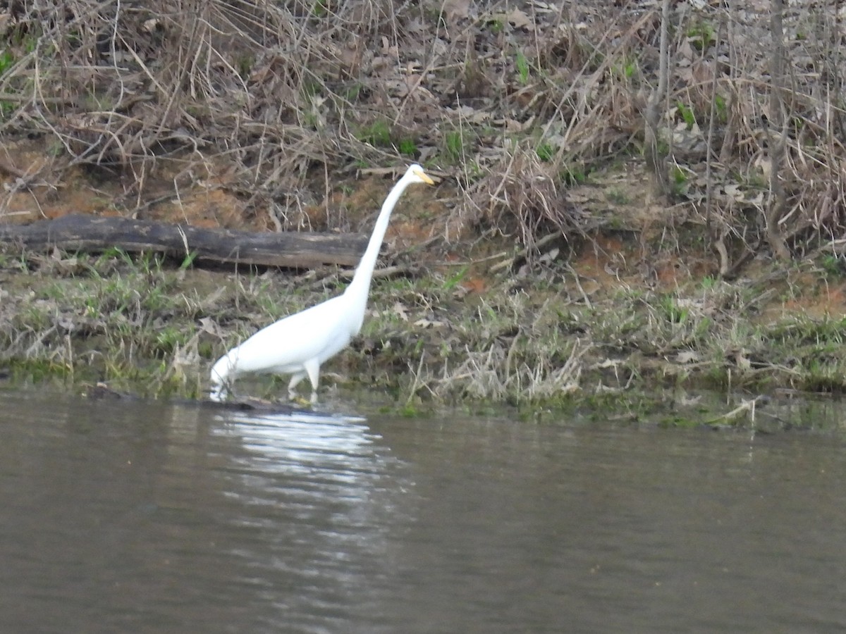Great Egret - ML652663423