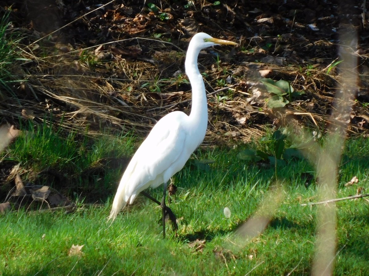 Great Egret - ML652663561