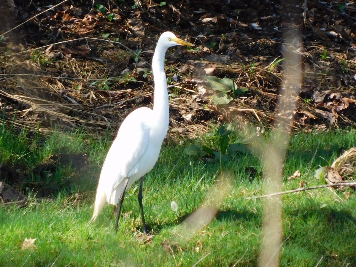 Great Egret - ML652663562