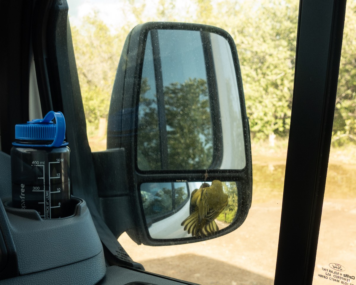 Northern/Mangrove Yellow Warbler - ML652663638