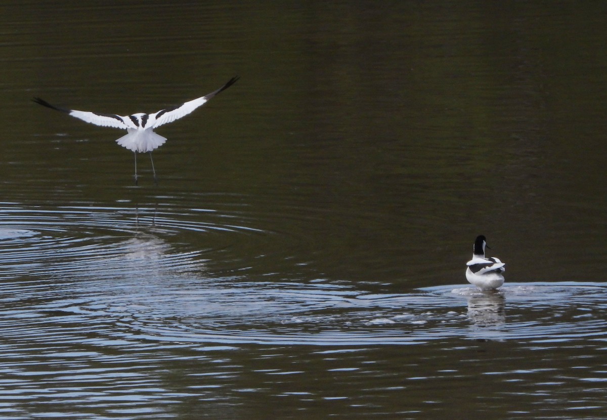 Шилоклювка - ML652663703