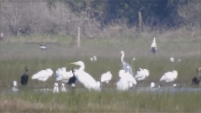 Spatule blanche - ML652663791