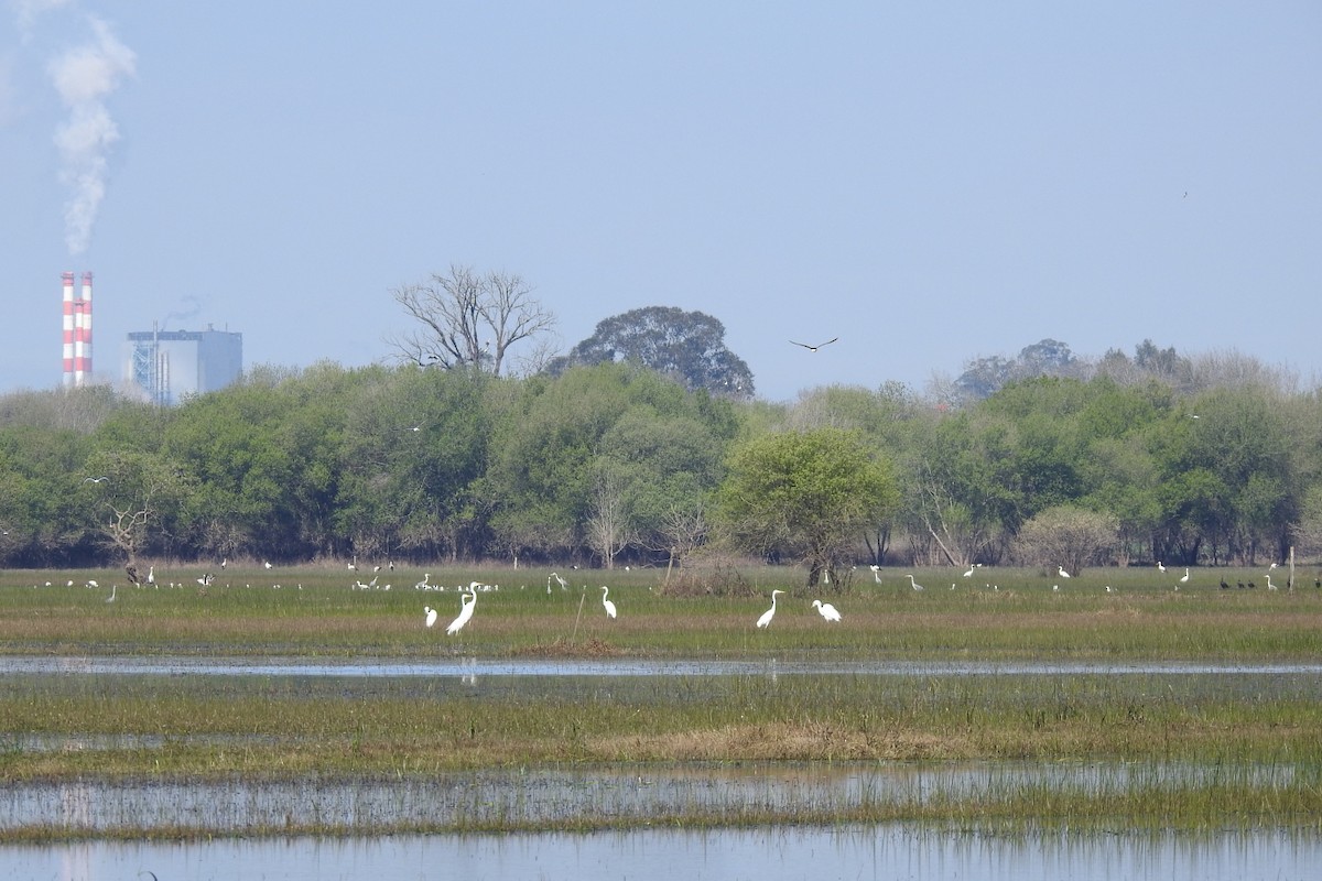 Great Egret - ML652663830