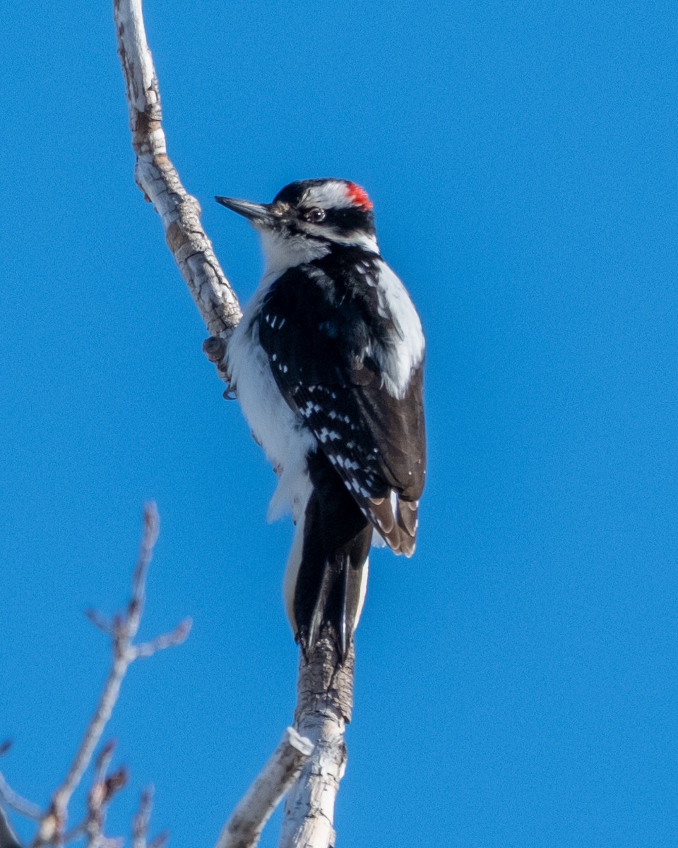 Hairy Woodpecker - ML652663939