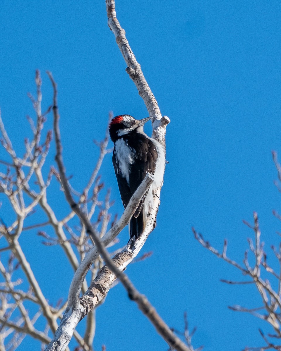 Hairy Woodpecker - ML652663940