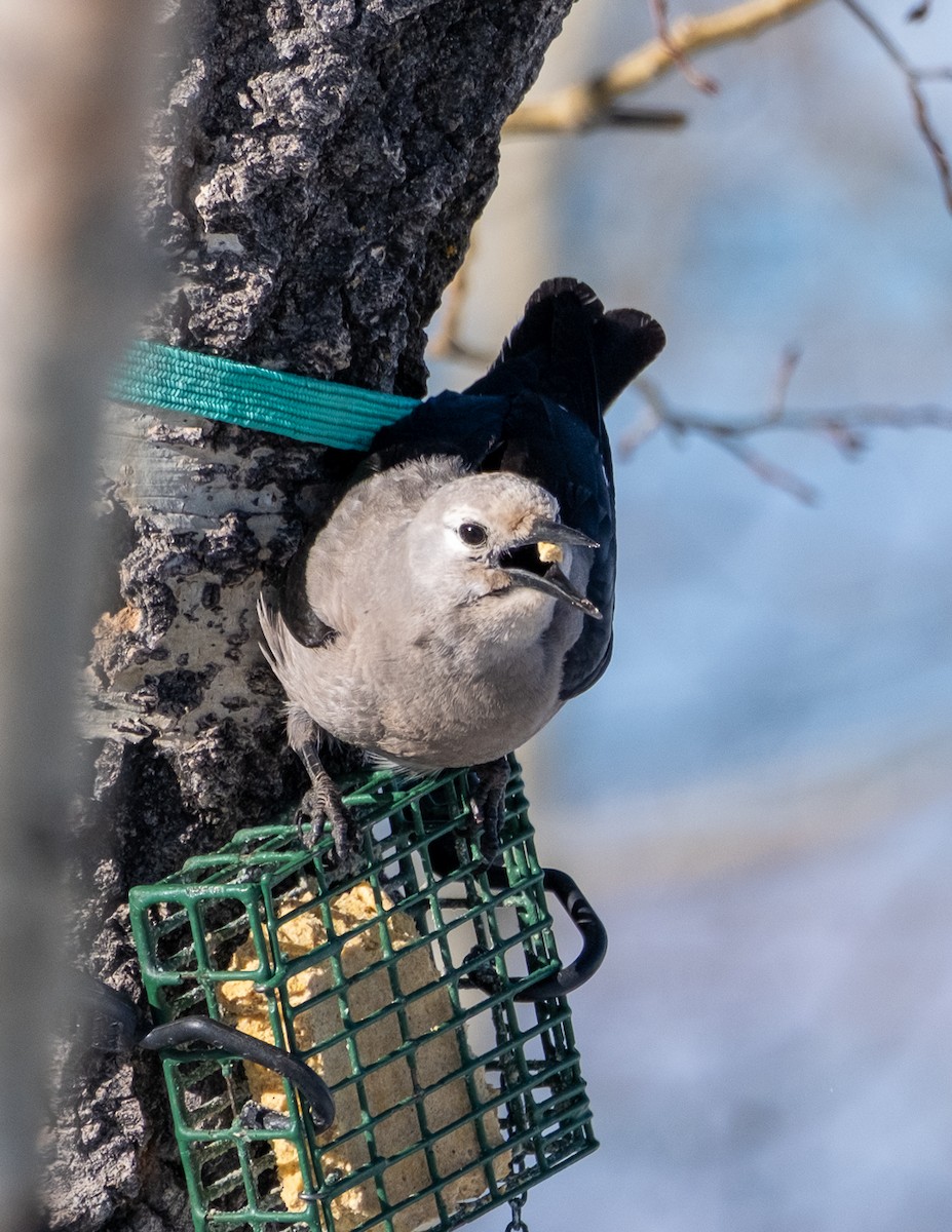 Clark's Nutcracker - ML652663947