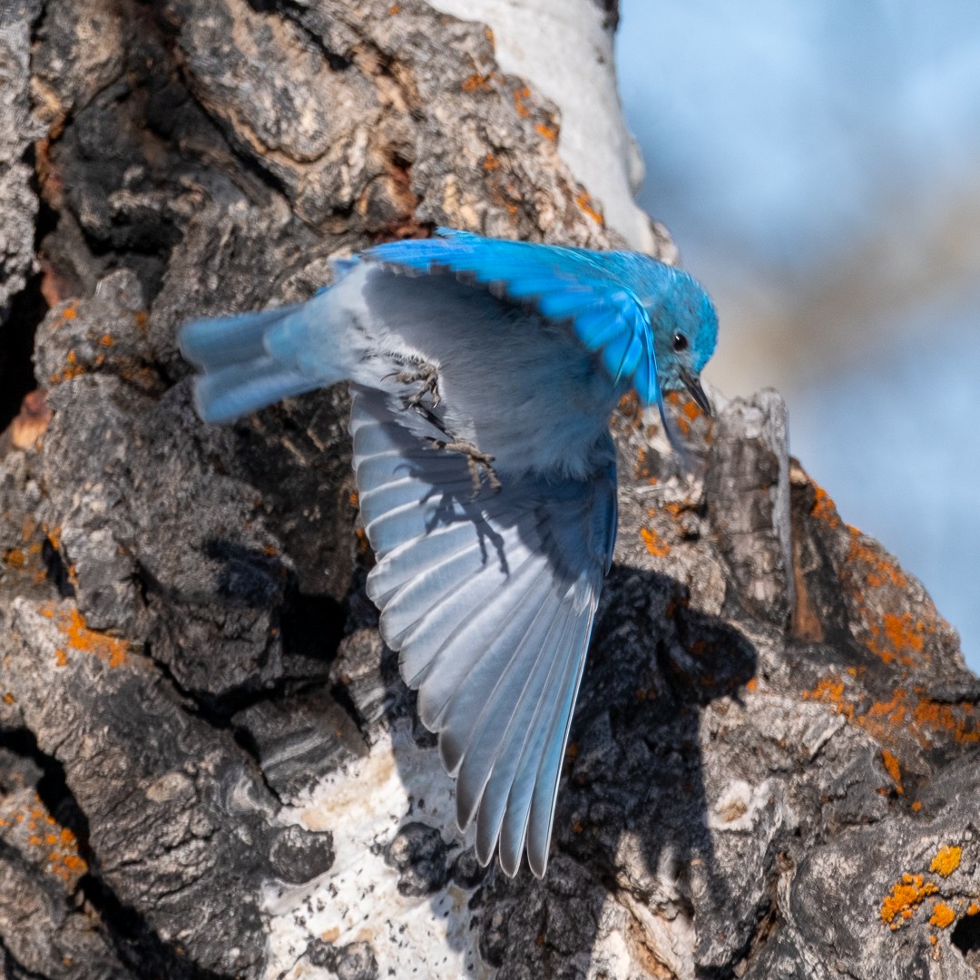 Mountain Bluebird - ML652663952