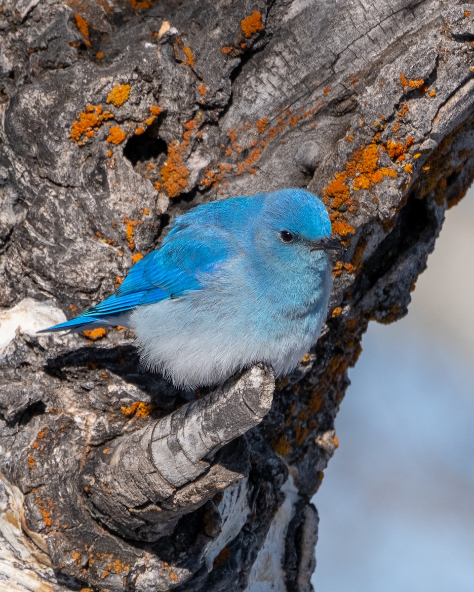 Mountain Bluebird - ML652663953
