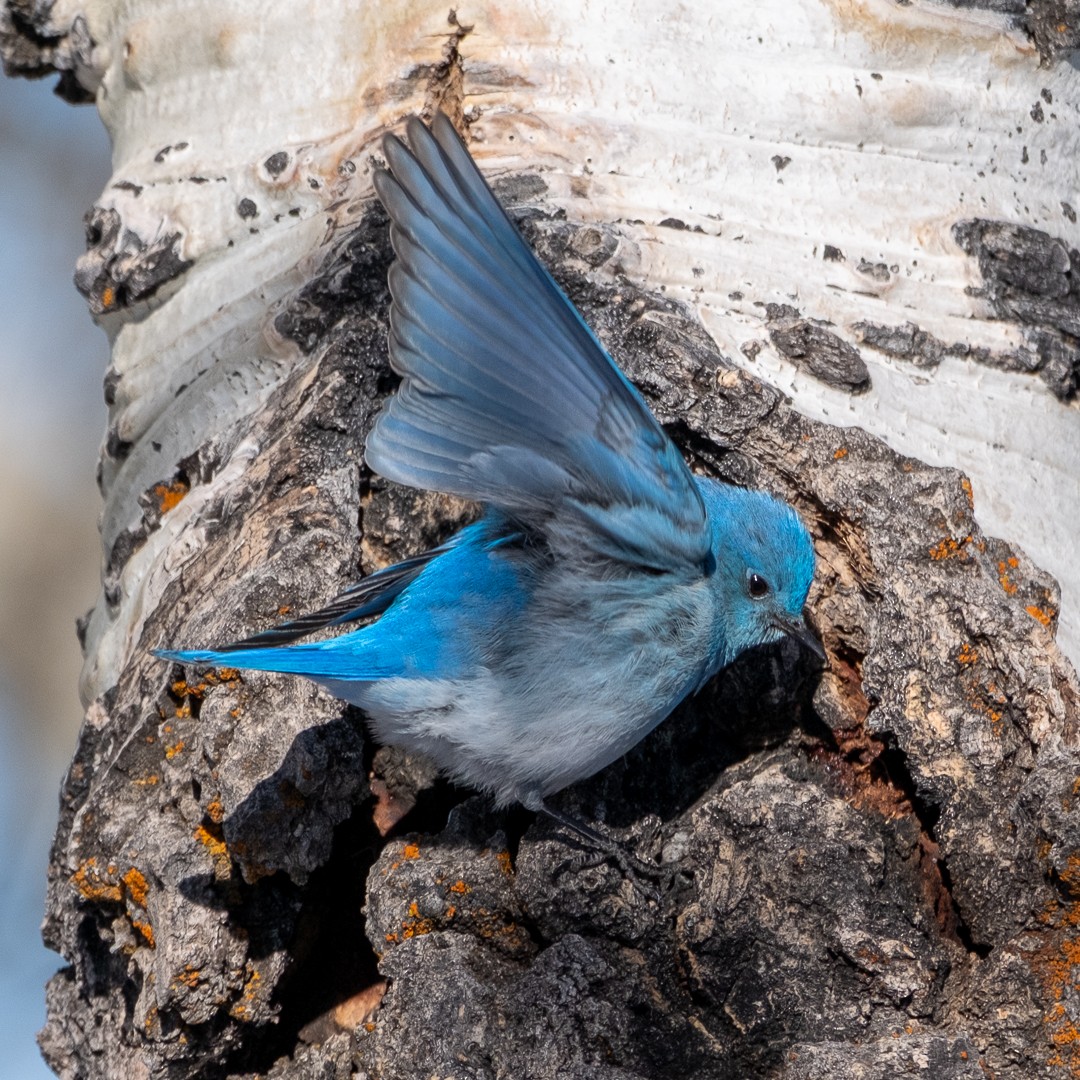 Mountain Bluebird - ML652663954