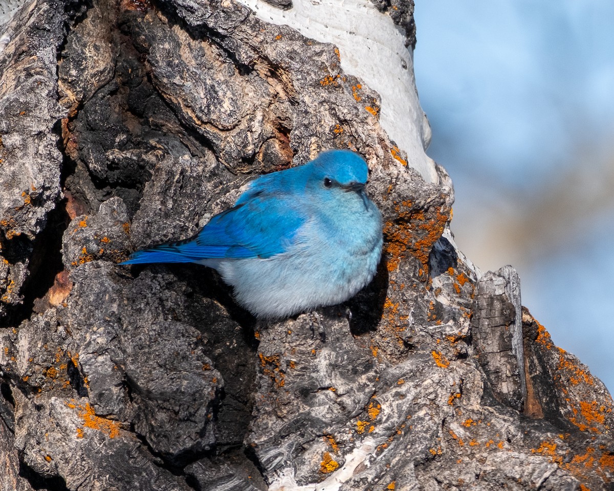 Mountain Bluebird - ML652663955