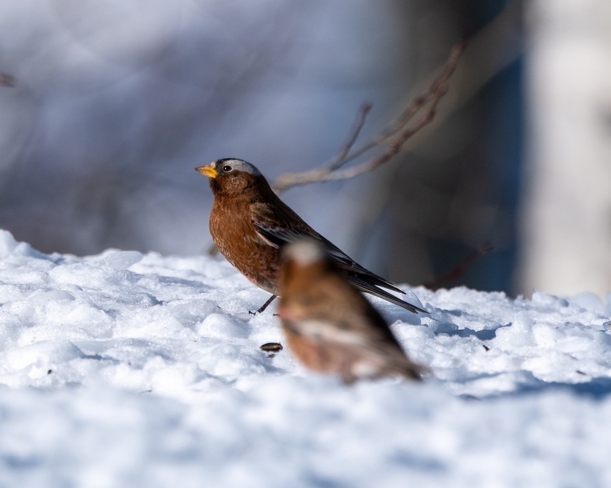 Gray-crowned Rosy-Finch - ML652663961