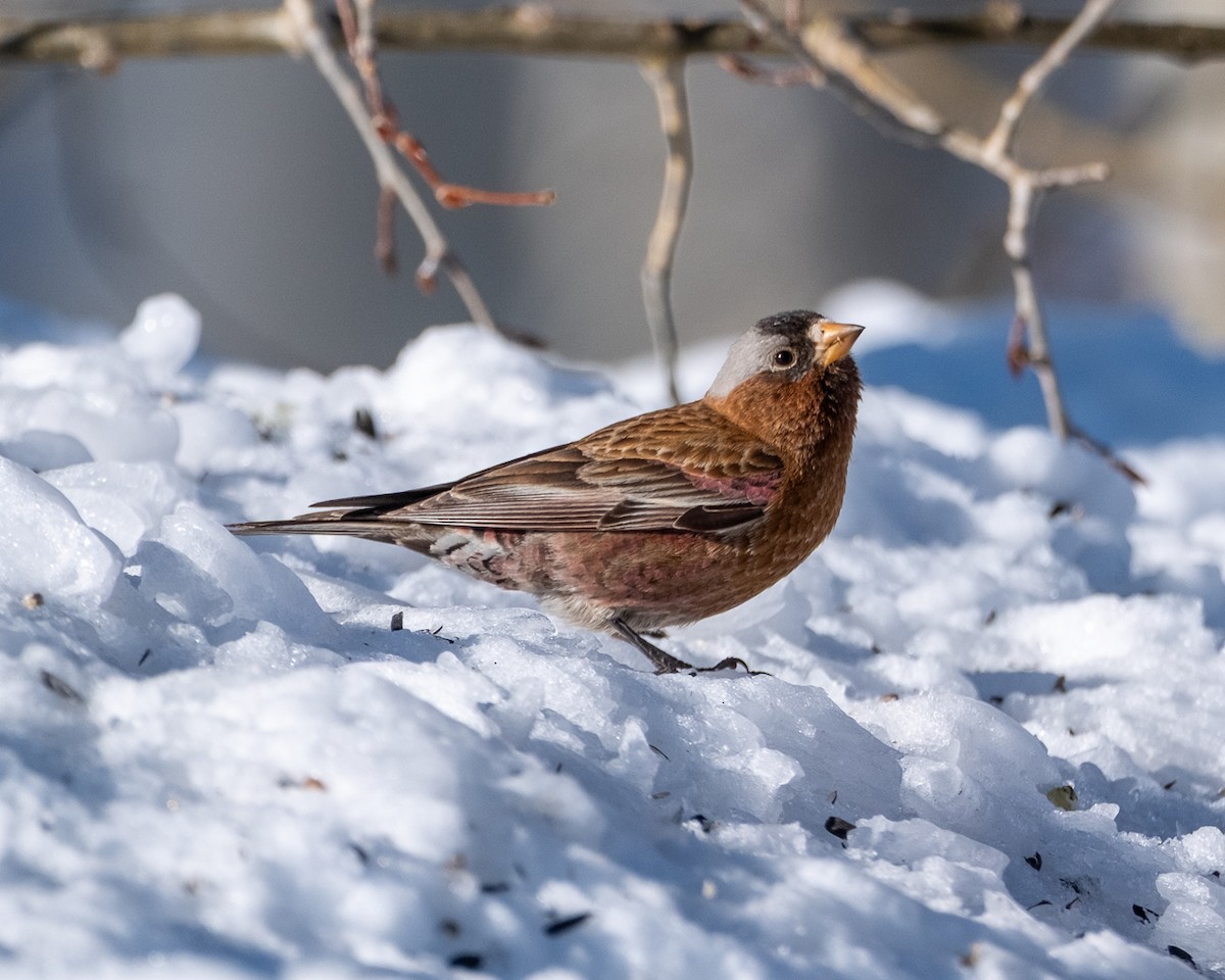 Gray-crowned Rosy-Finch - ML652663962