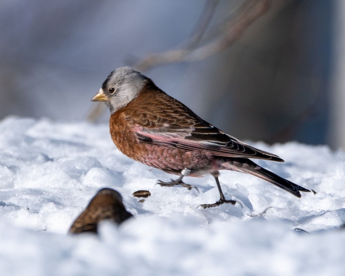 Gray-crowned Rosy-Finch - ML652663963