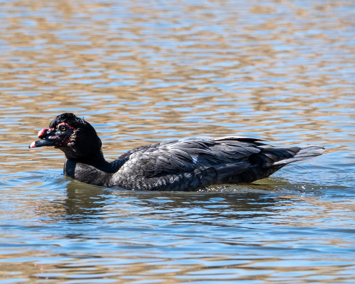 Muscovy Duck (Domestic type) - ML652663982