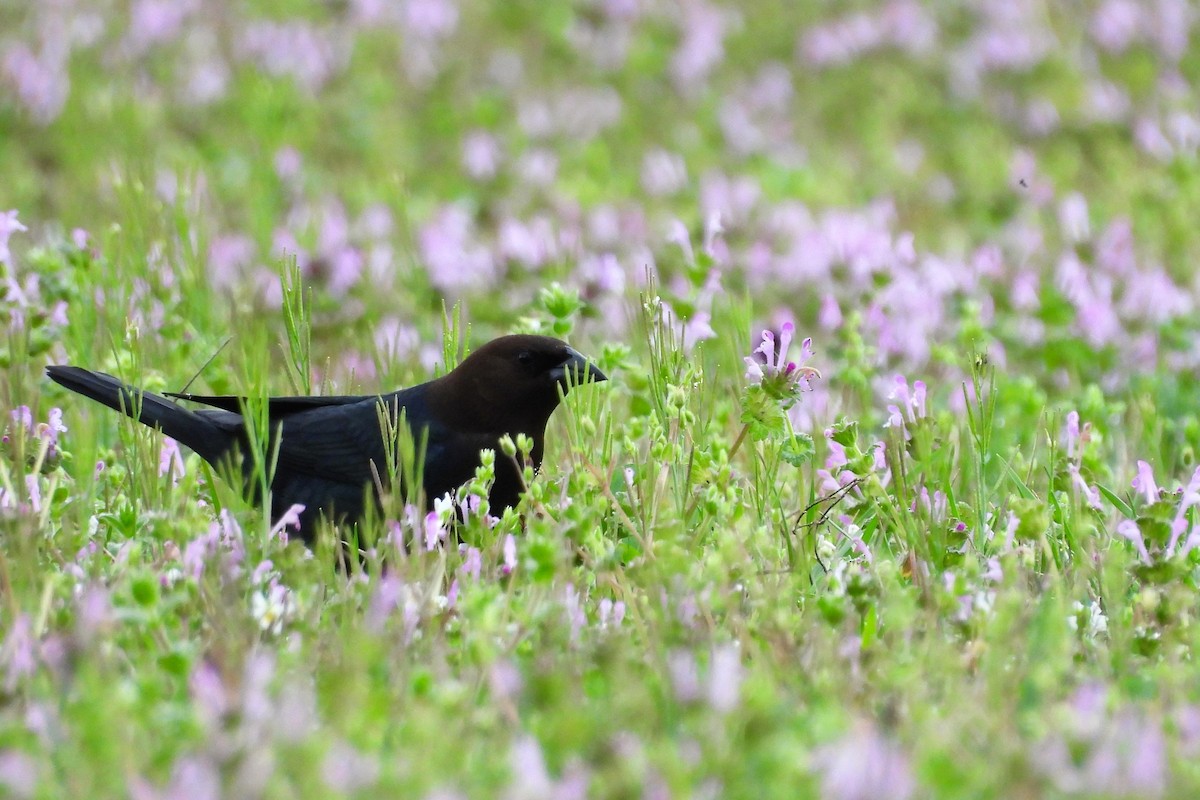 コウウチョウ - ML652663997