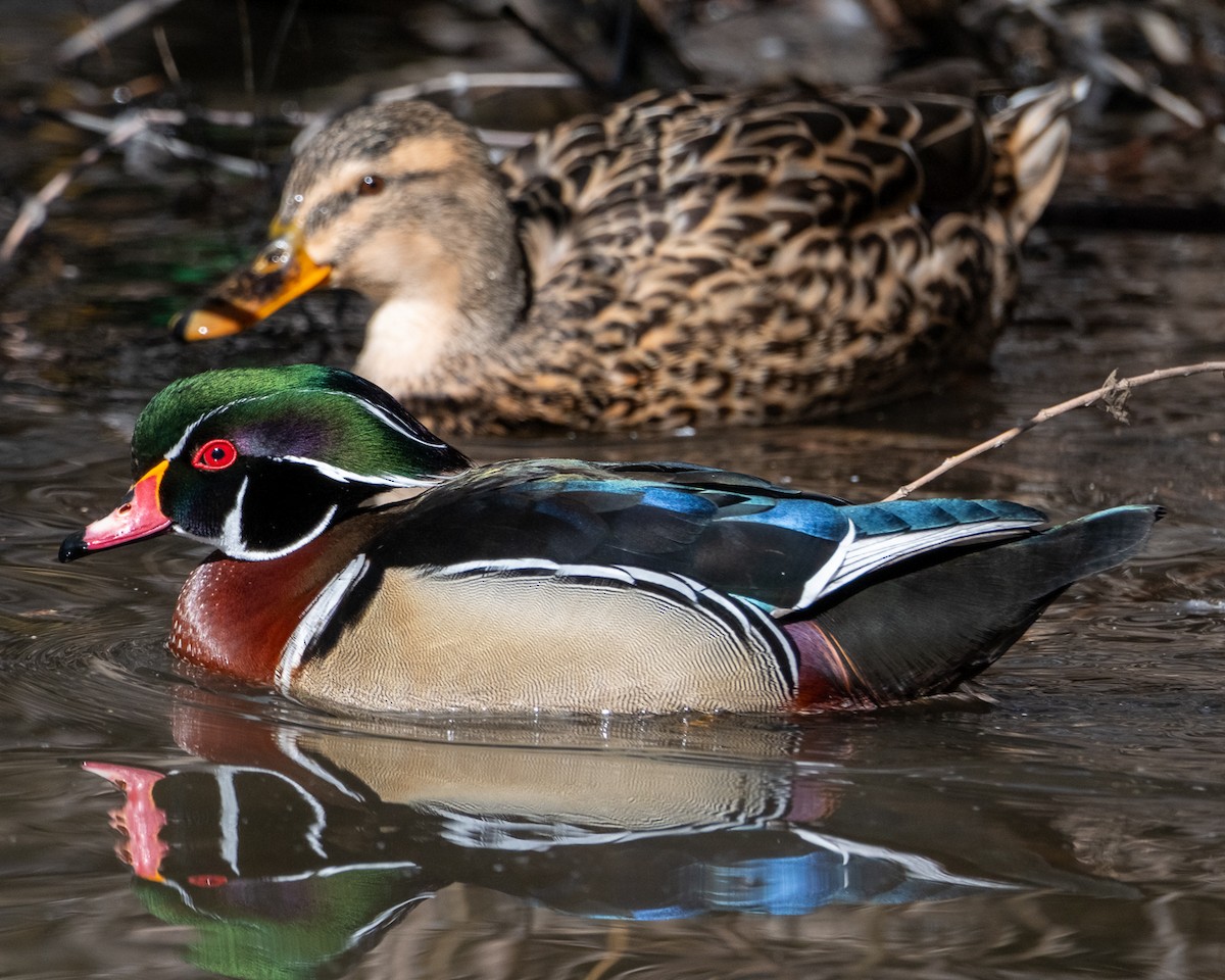 Wood Duck - ML652664018