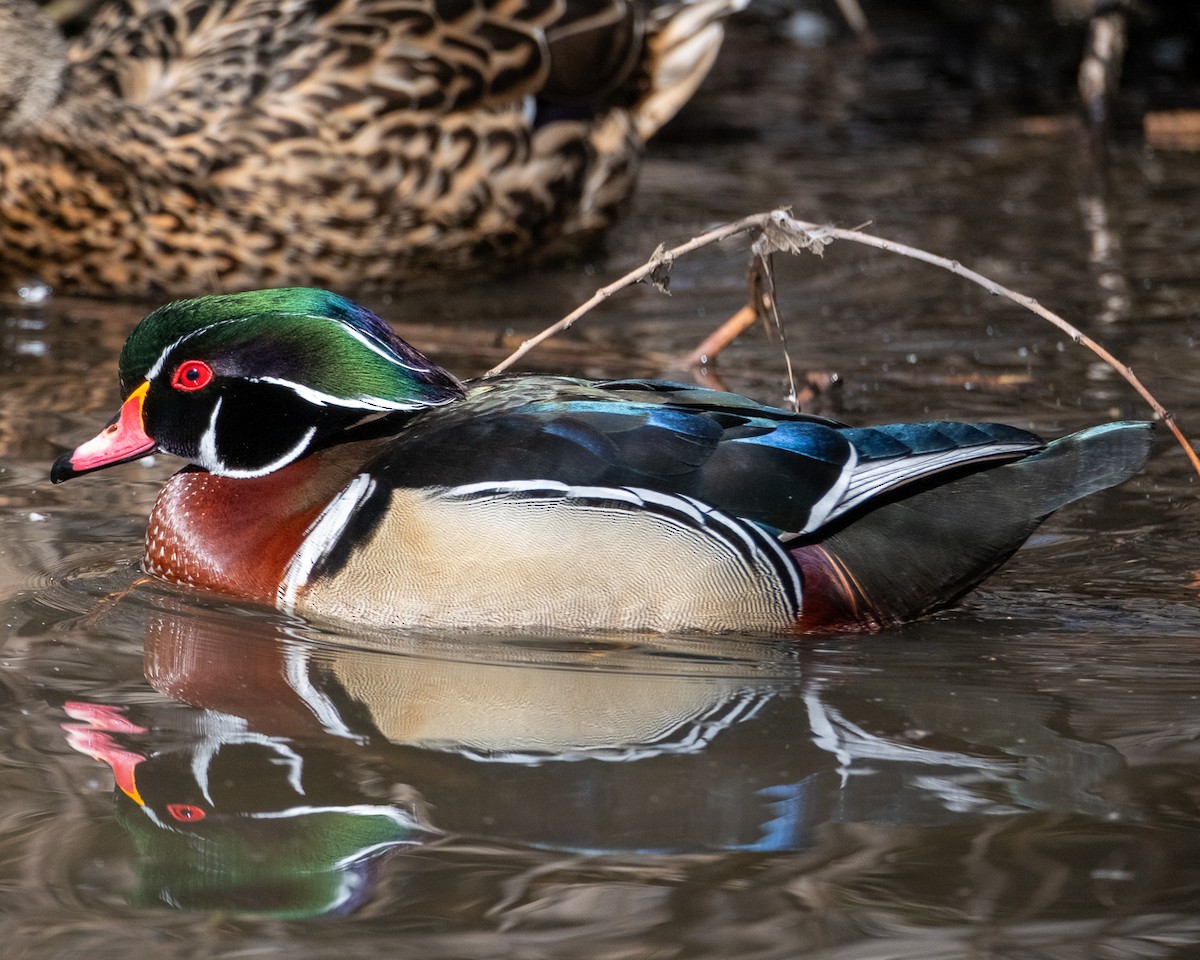 Wood Duck - ML652664019
