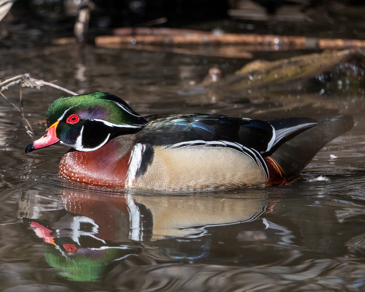 Wood Duck - ML652664020