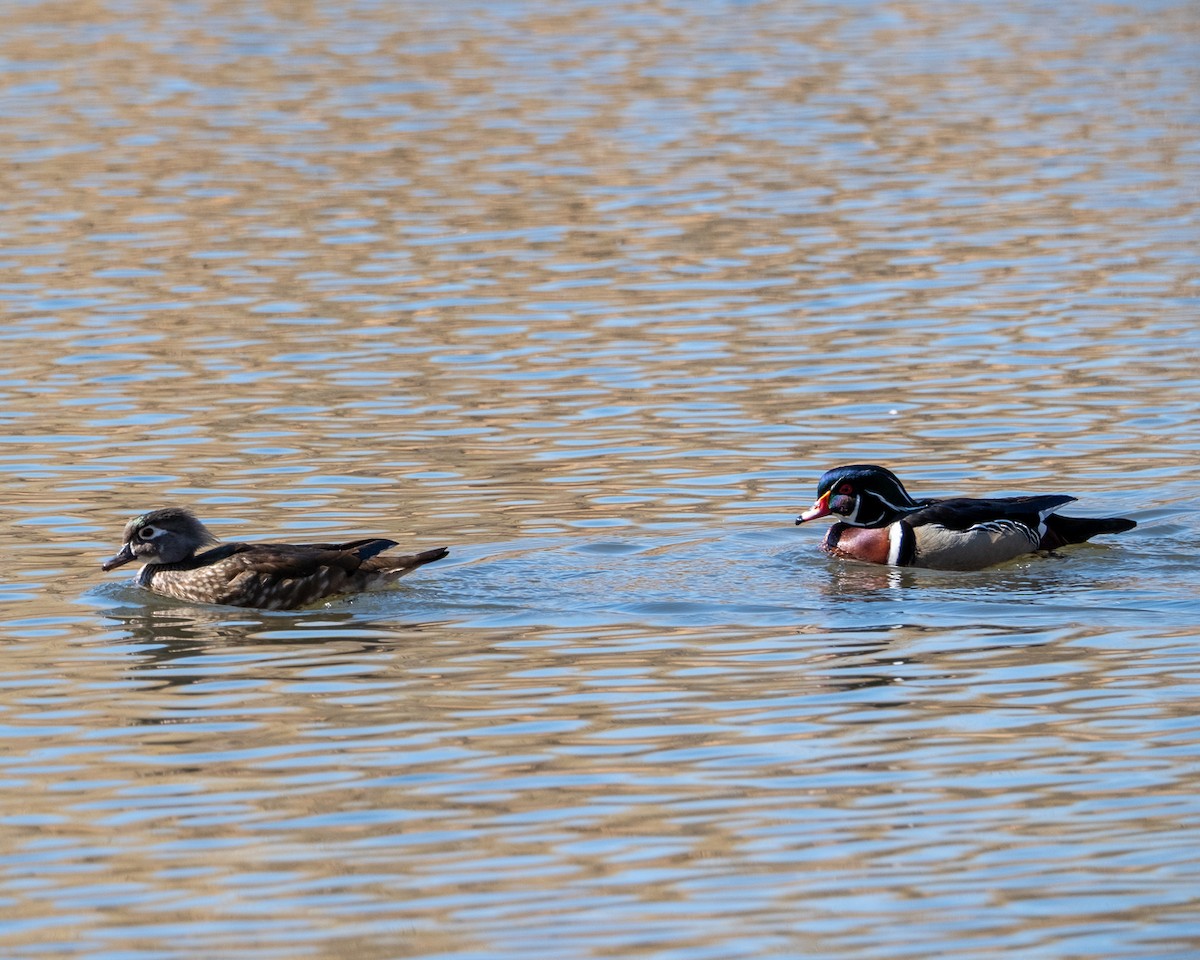 Wood Duck - ML652664021