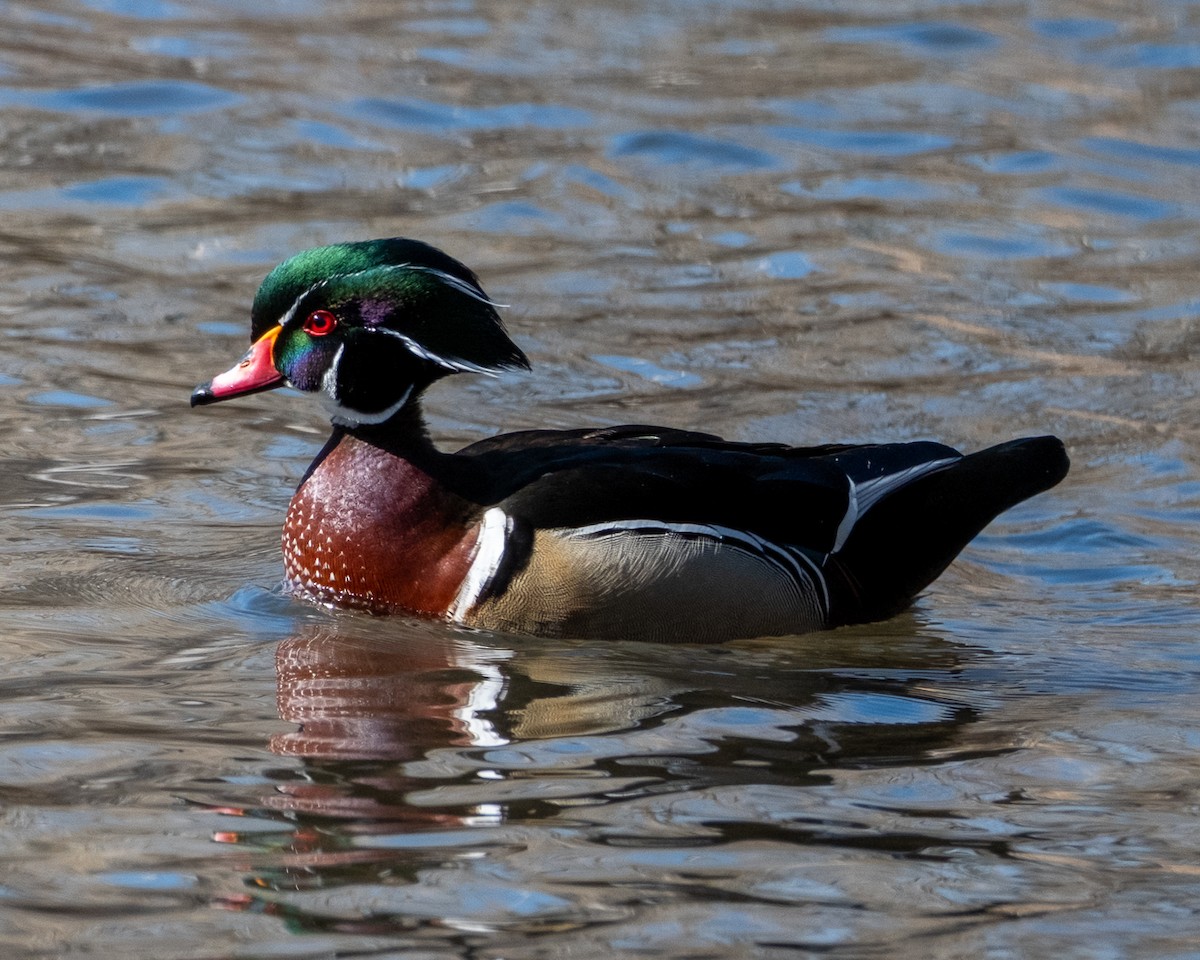 Wood Duck - ML652664022