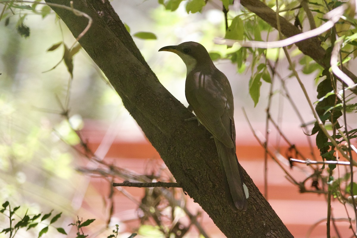 Coulicou à bec jaune - ML652664084