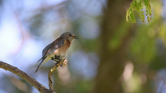 Merlebleu de l'Ouest - ML652664197