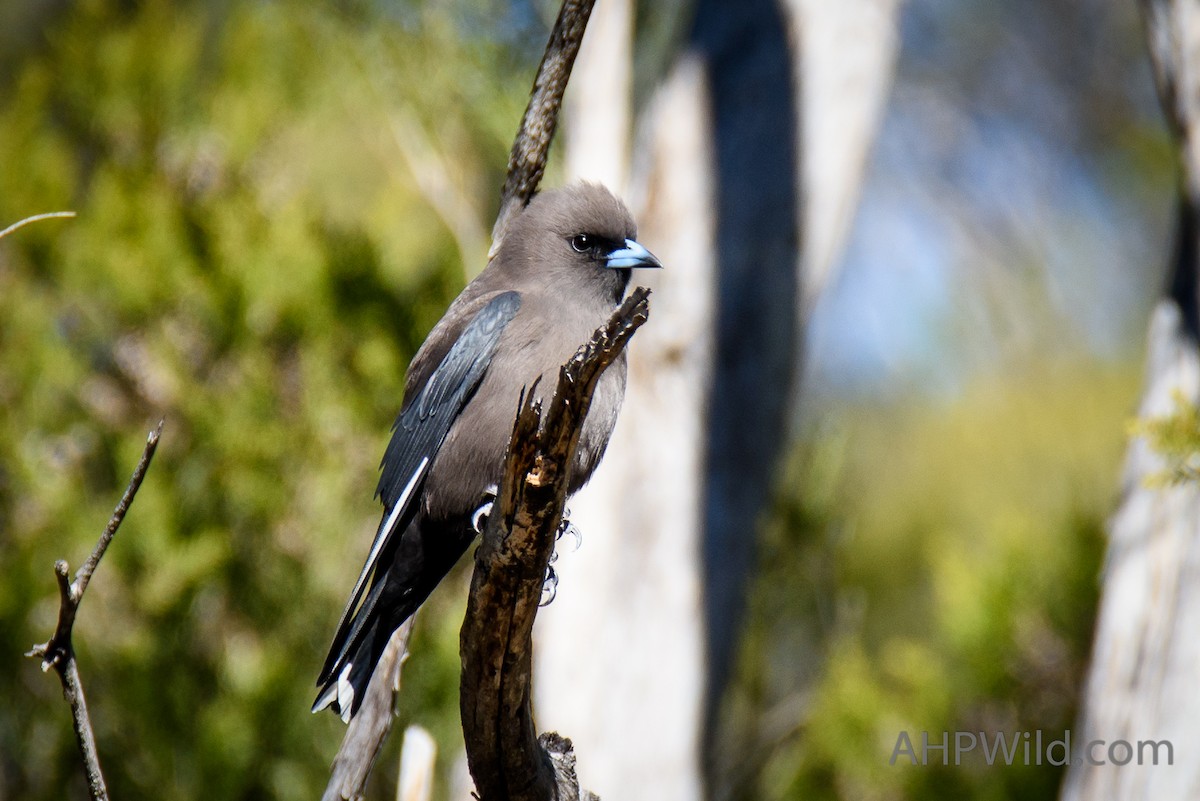 Dusky Woodswallow - ML65266421