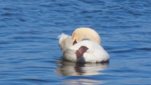 Cygne tuberculé - ML652664356