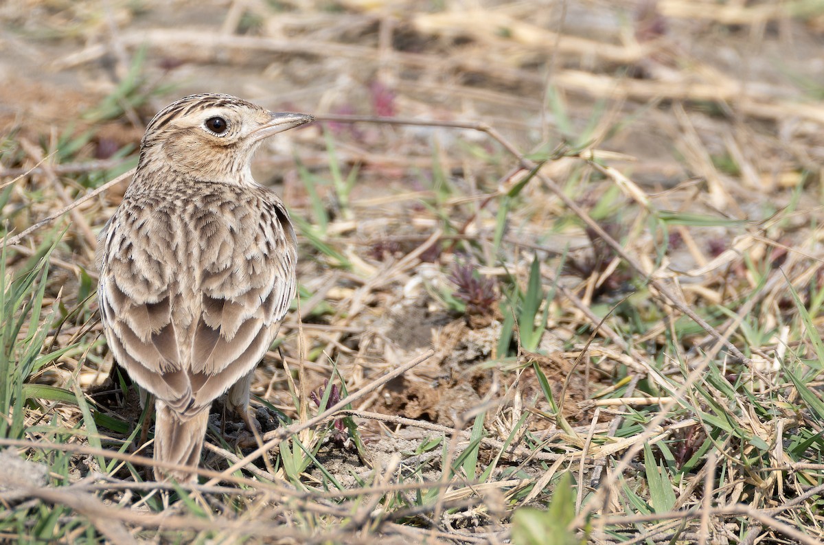 Oriental Skylark - ML652664490