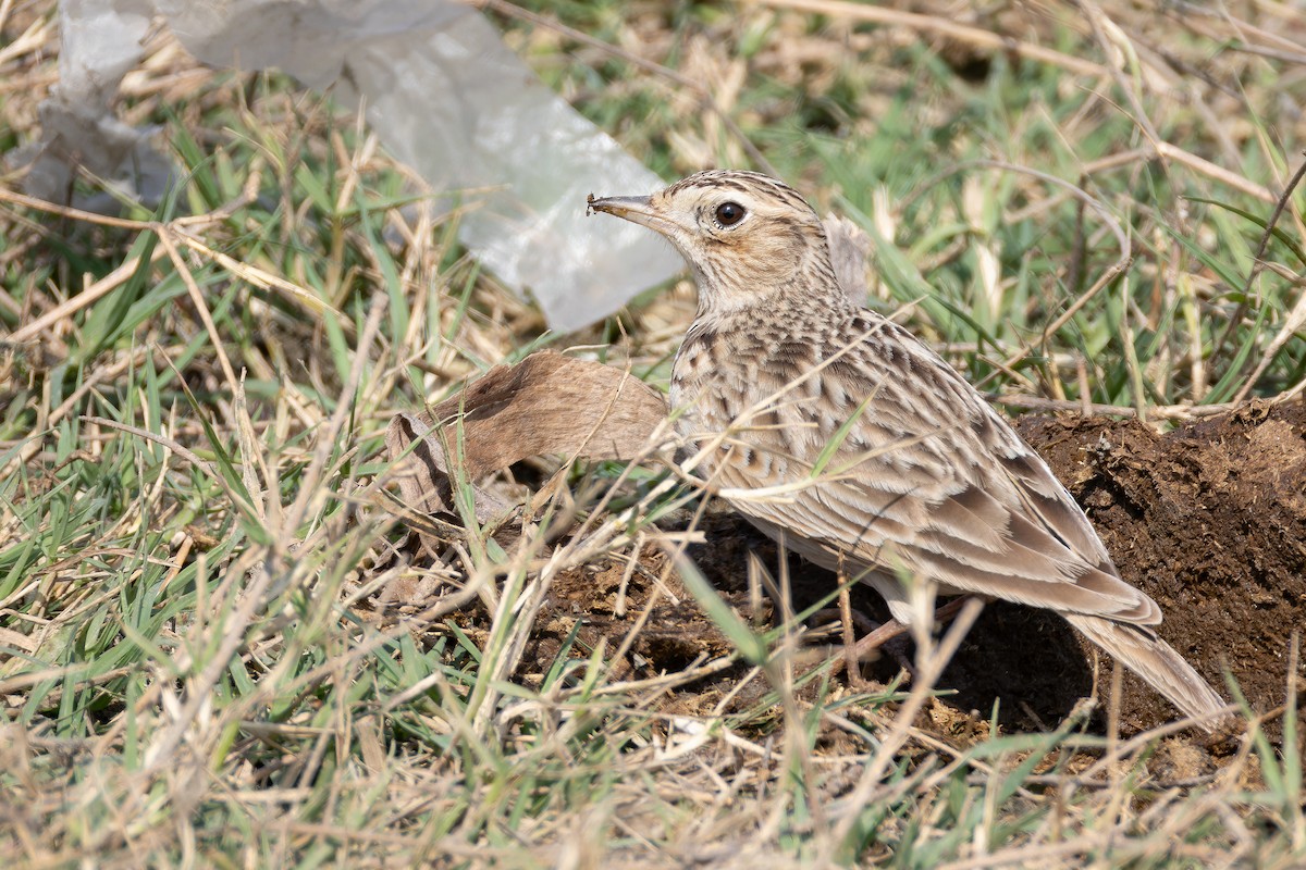 Oriental Skylark - ML652664492