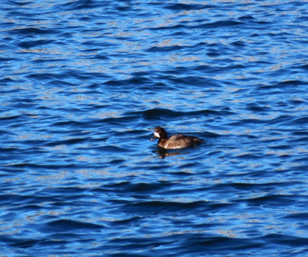 Moretta grigia - ML652664502