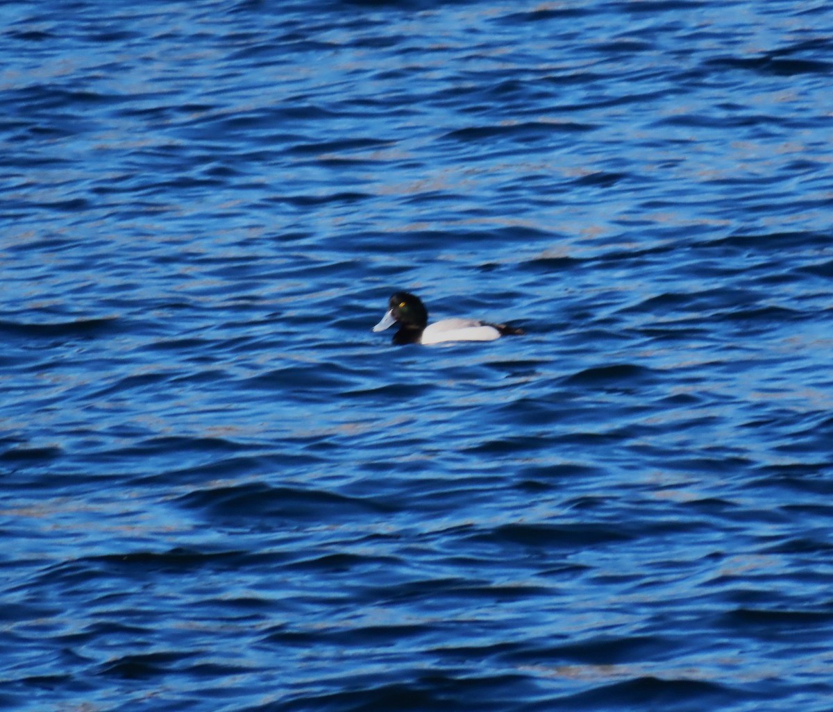 Moretta grigia - ML652664503