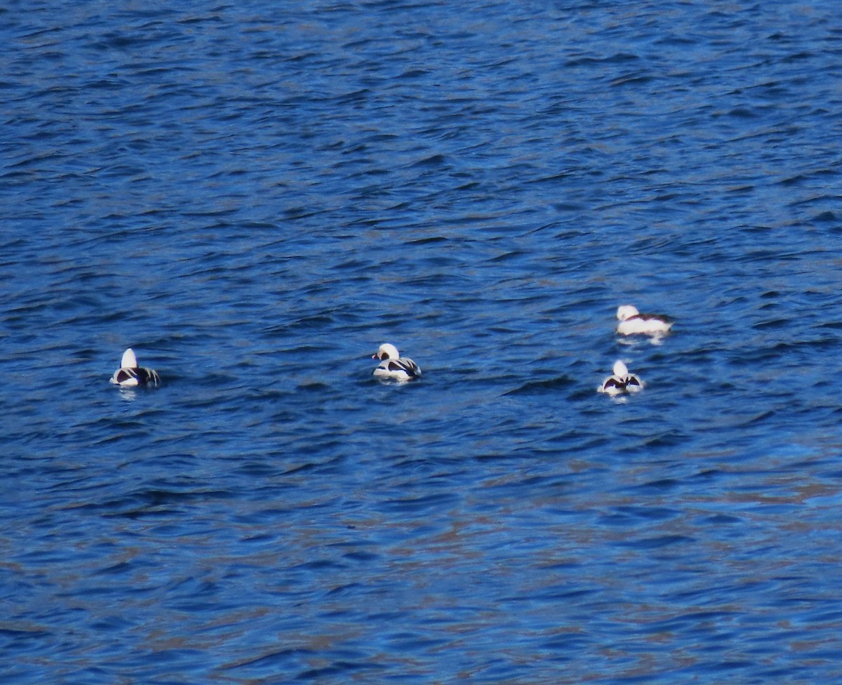 Moretta codona - ML652664517