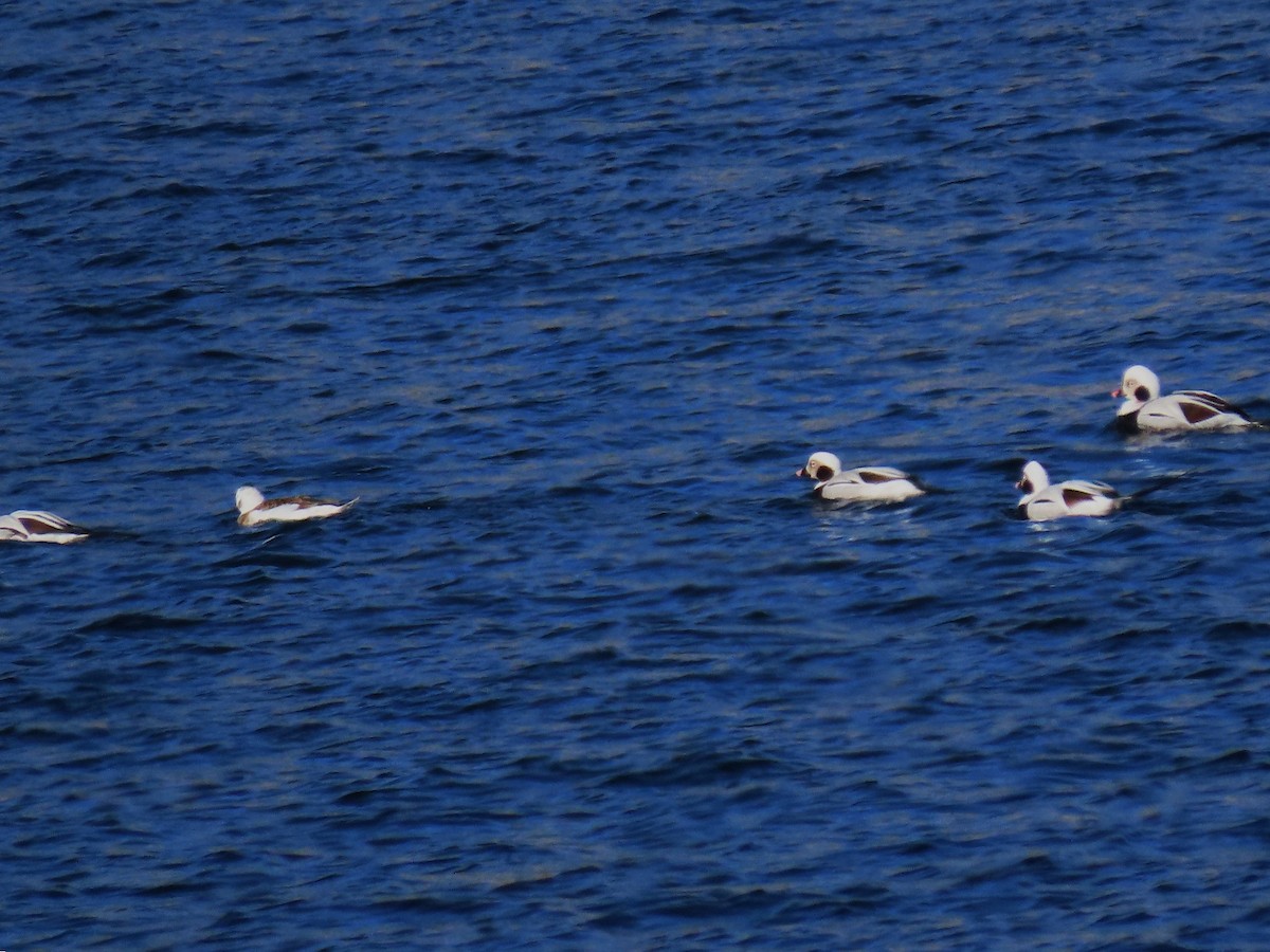 Moretta codona - ML652664518