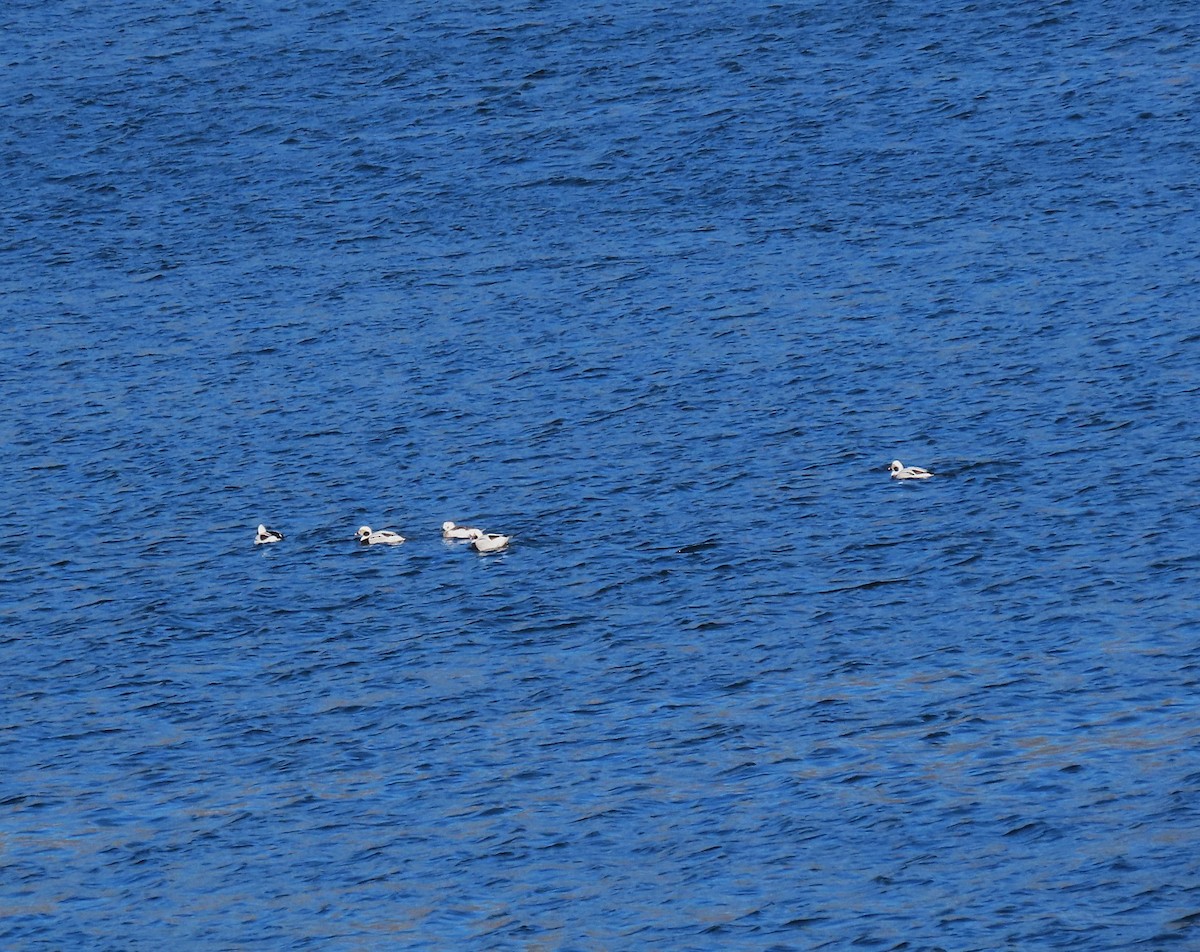 Moretta codona - ML652664519